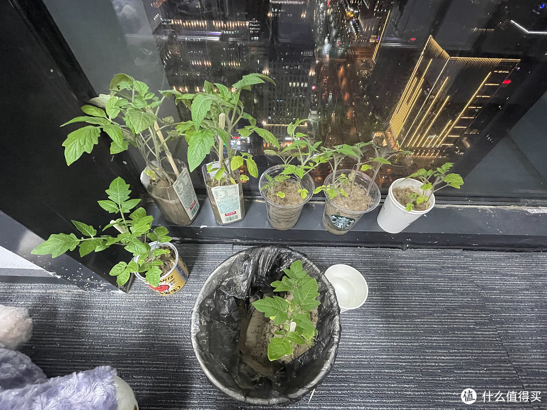 超美打扮：植物盆景组合，教你怎么好养！