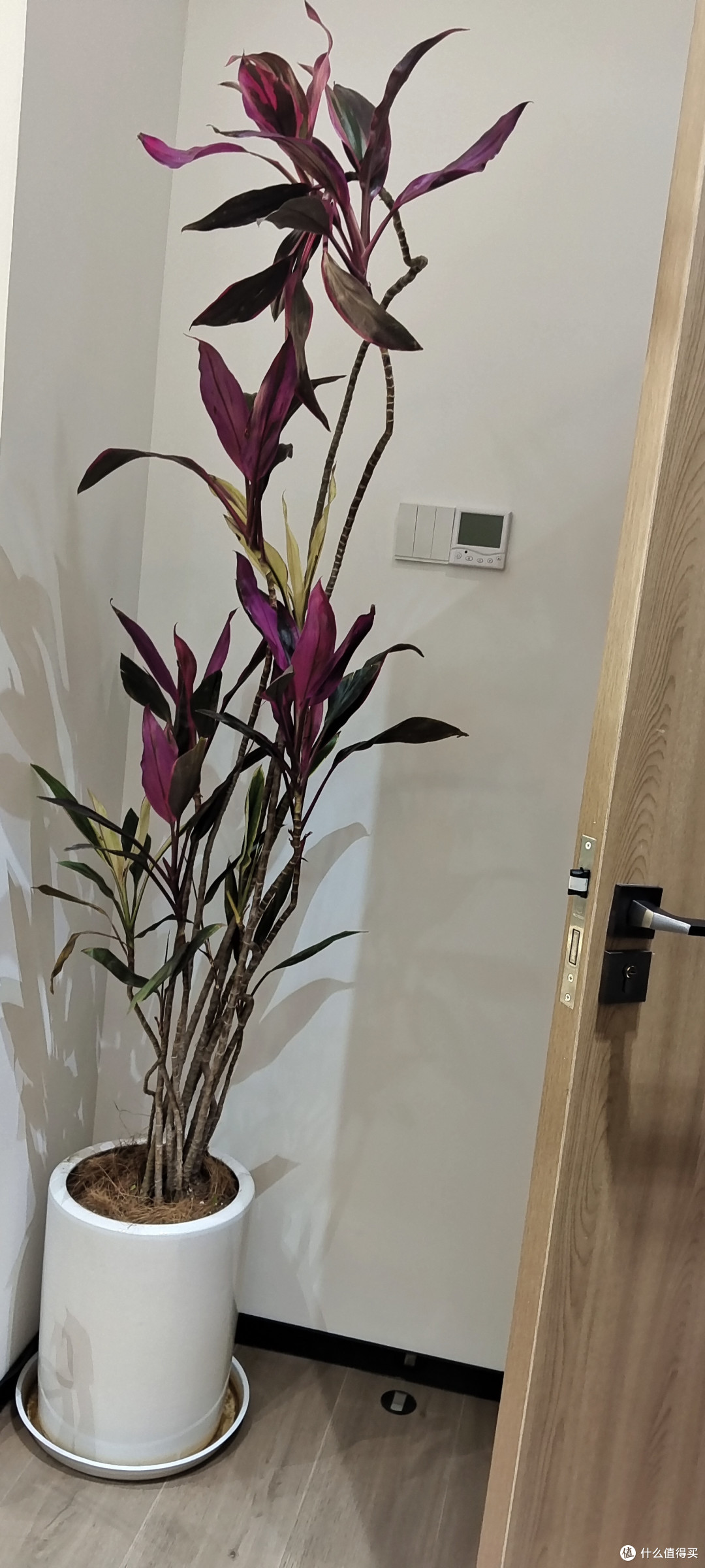 很好养活的植物之朱蕉