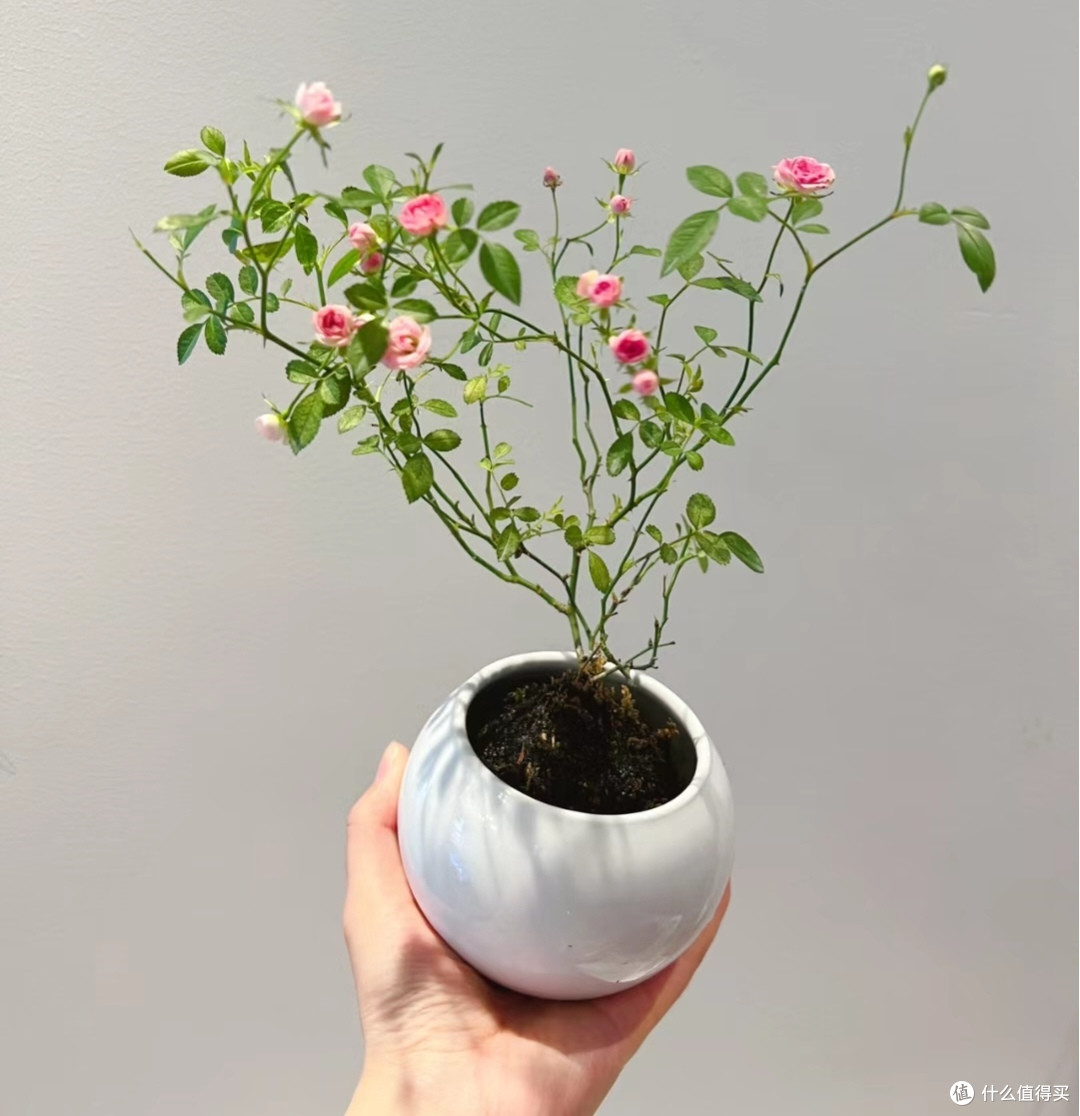 小巧玲珑的姬月季,太可爱了