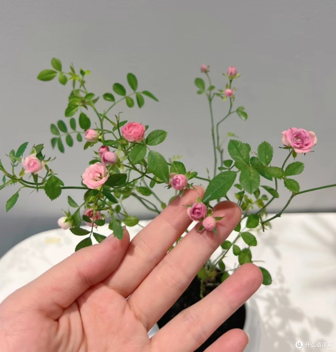 小巧玲珑的姬月季,太可爱了