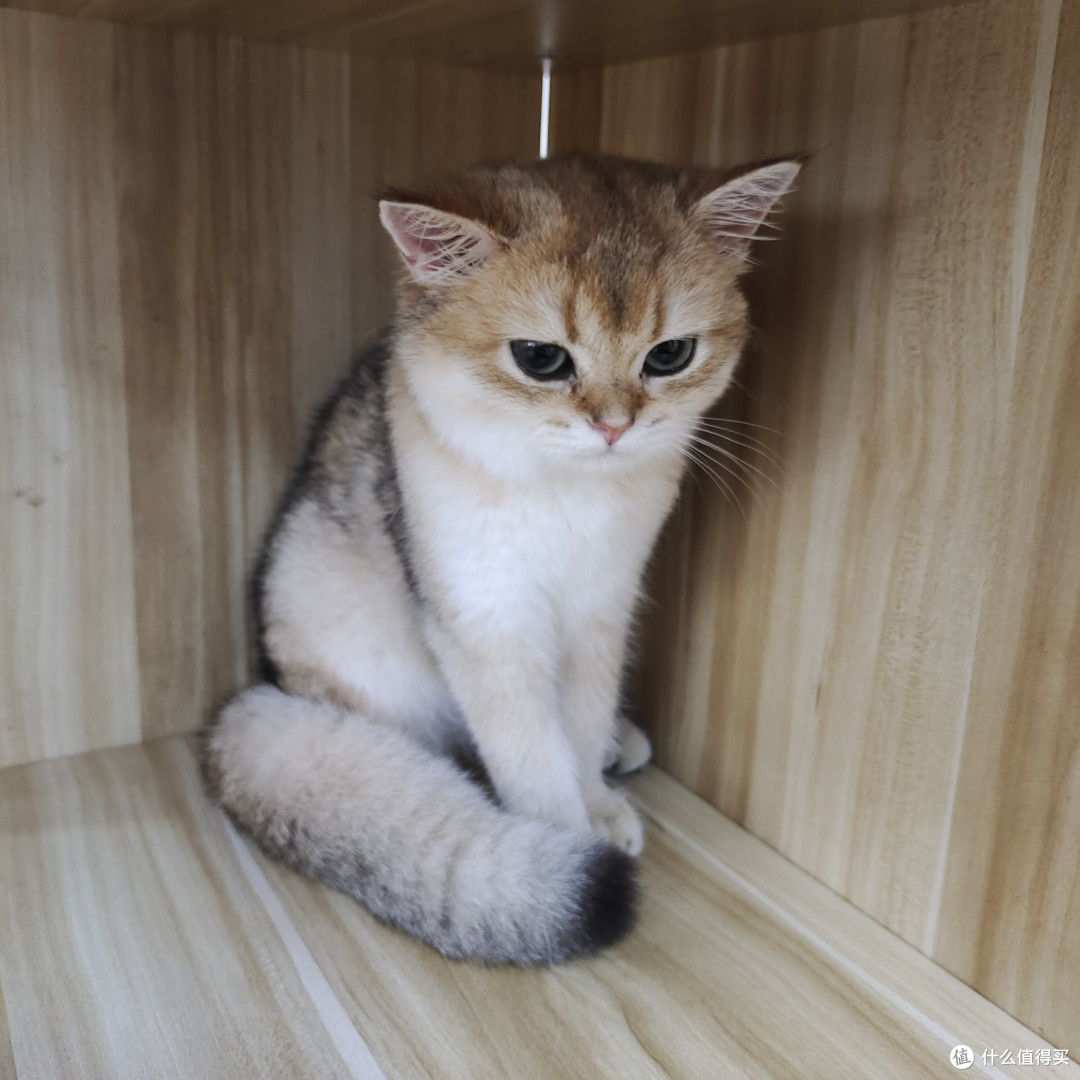 猫瘾犯了？猫咖走起！
