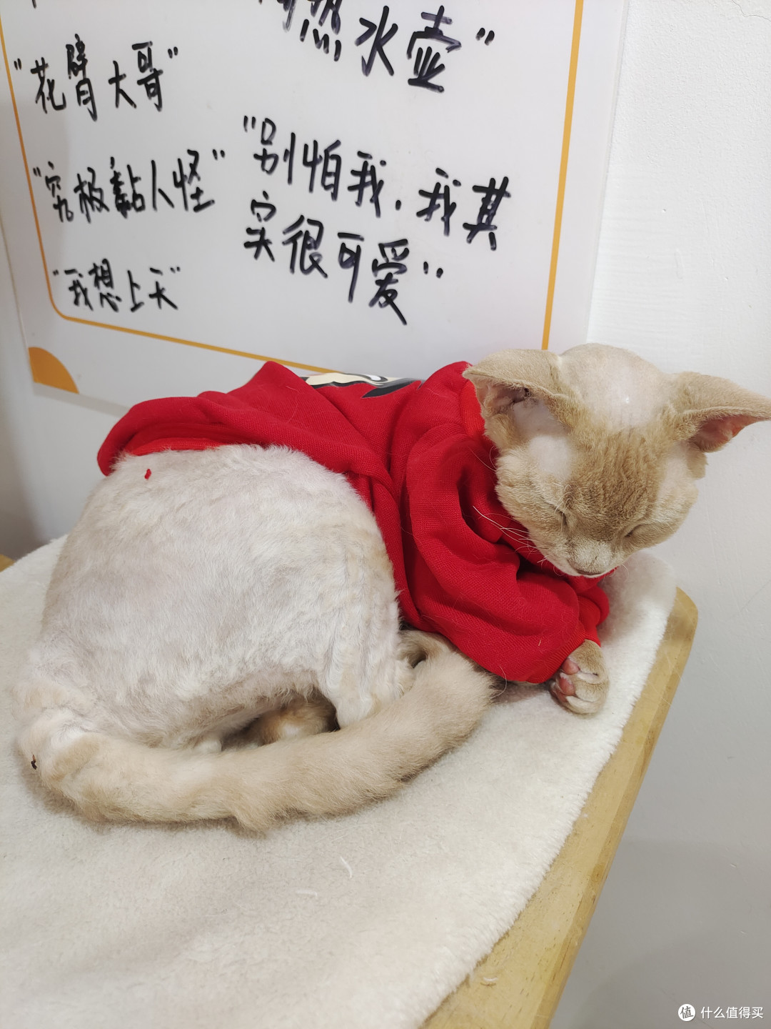 猫瘾犯了？猫咖走起！