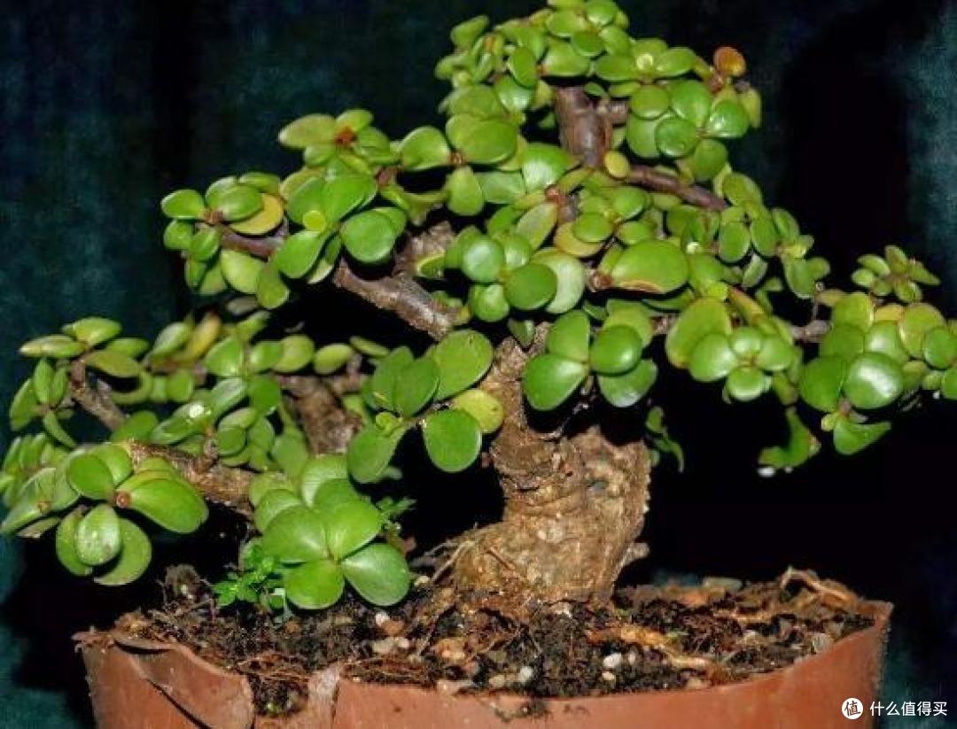 这种植物,有土就能活