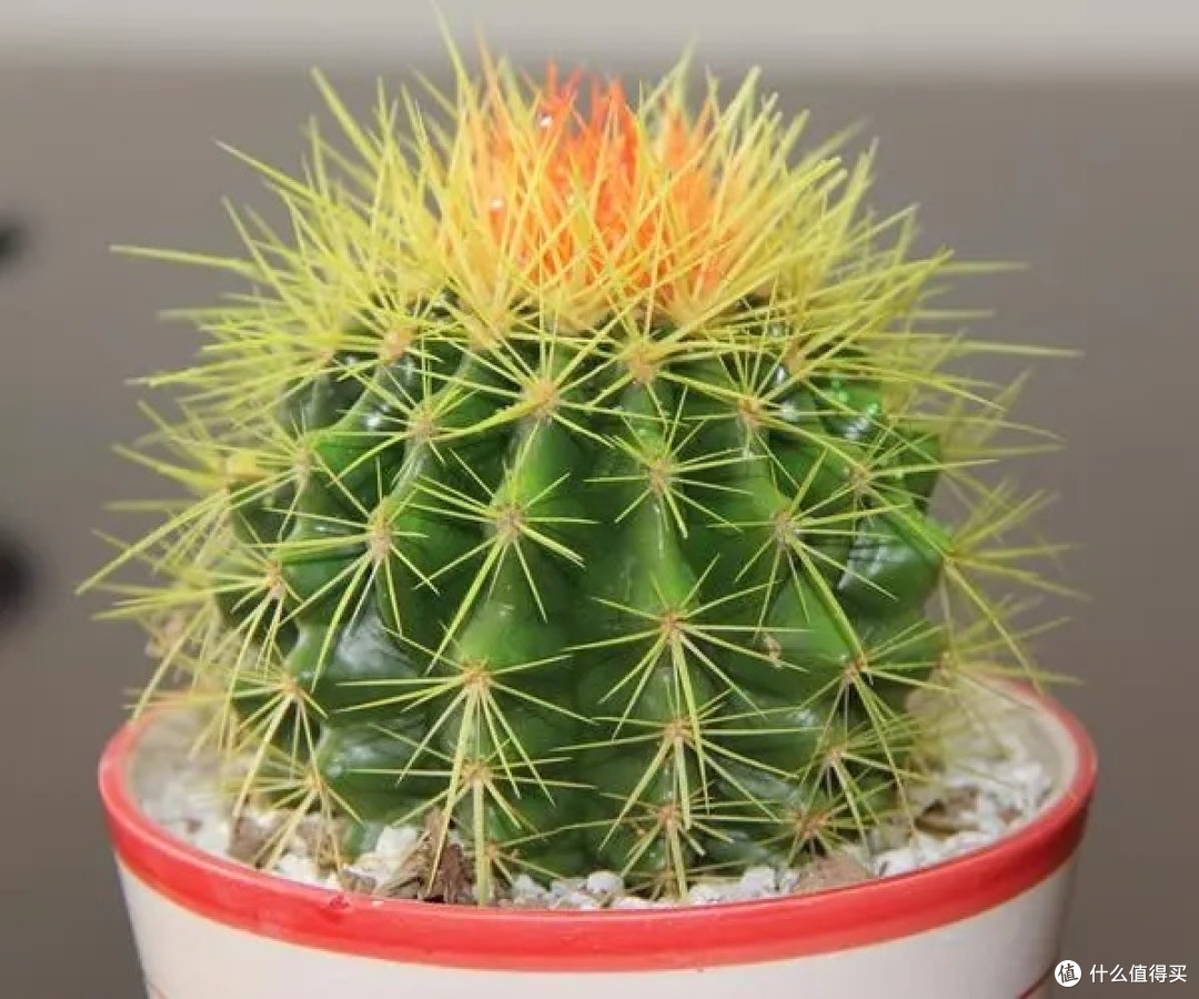 这两种植物每个公司都有