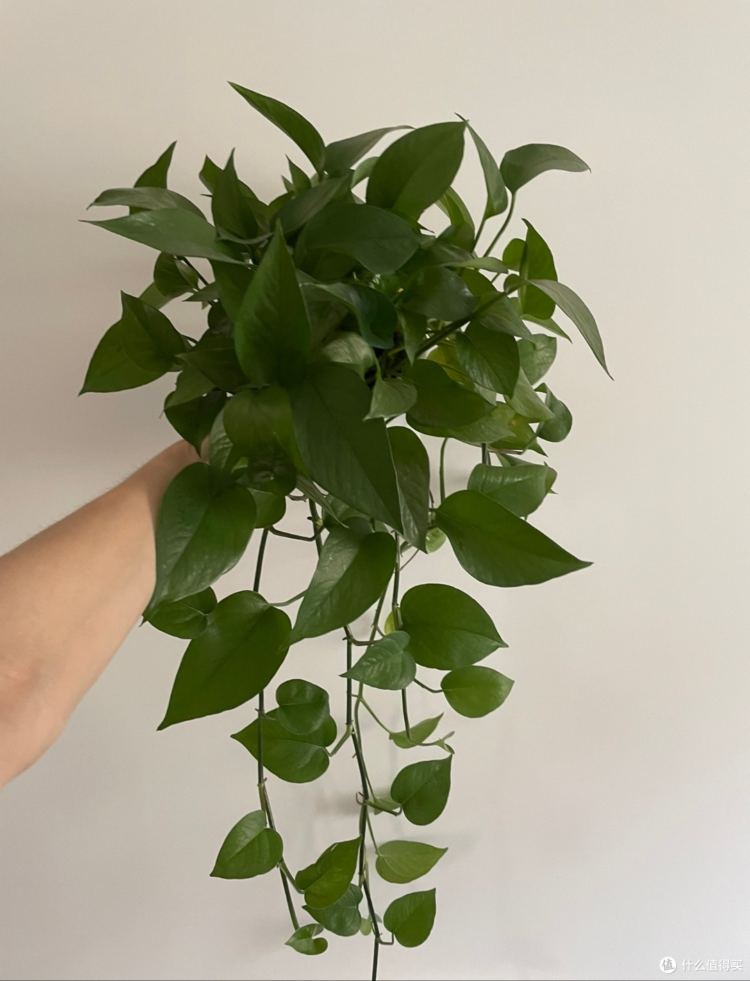 什么植物养不死？新手专用3款植物，不信你能养出毛病！