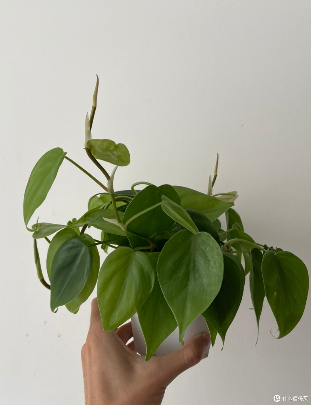 什么植物养不死？新手专用3款植物，不信你能养出毛病！
