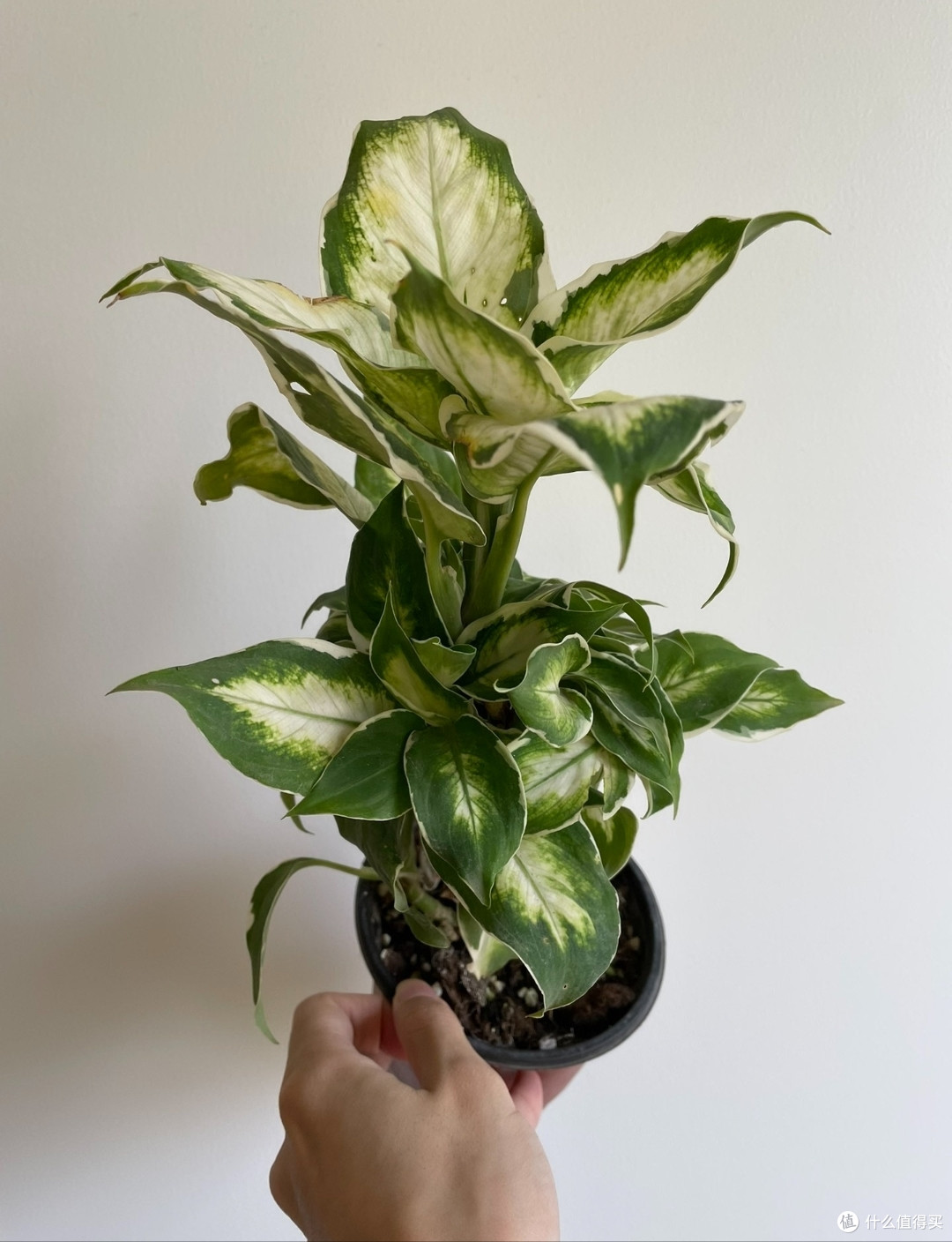什么植物养不死？新手专用3款植物，不信你能养出毛病！