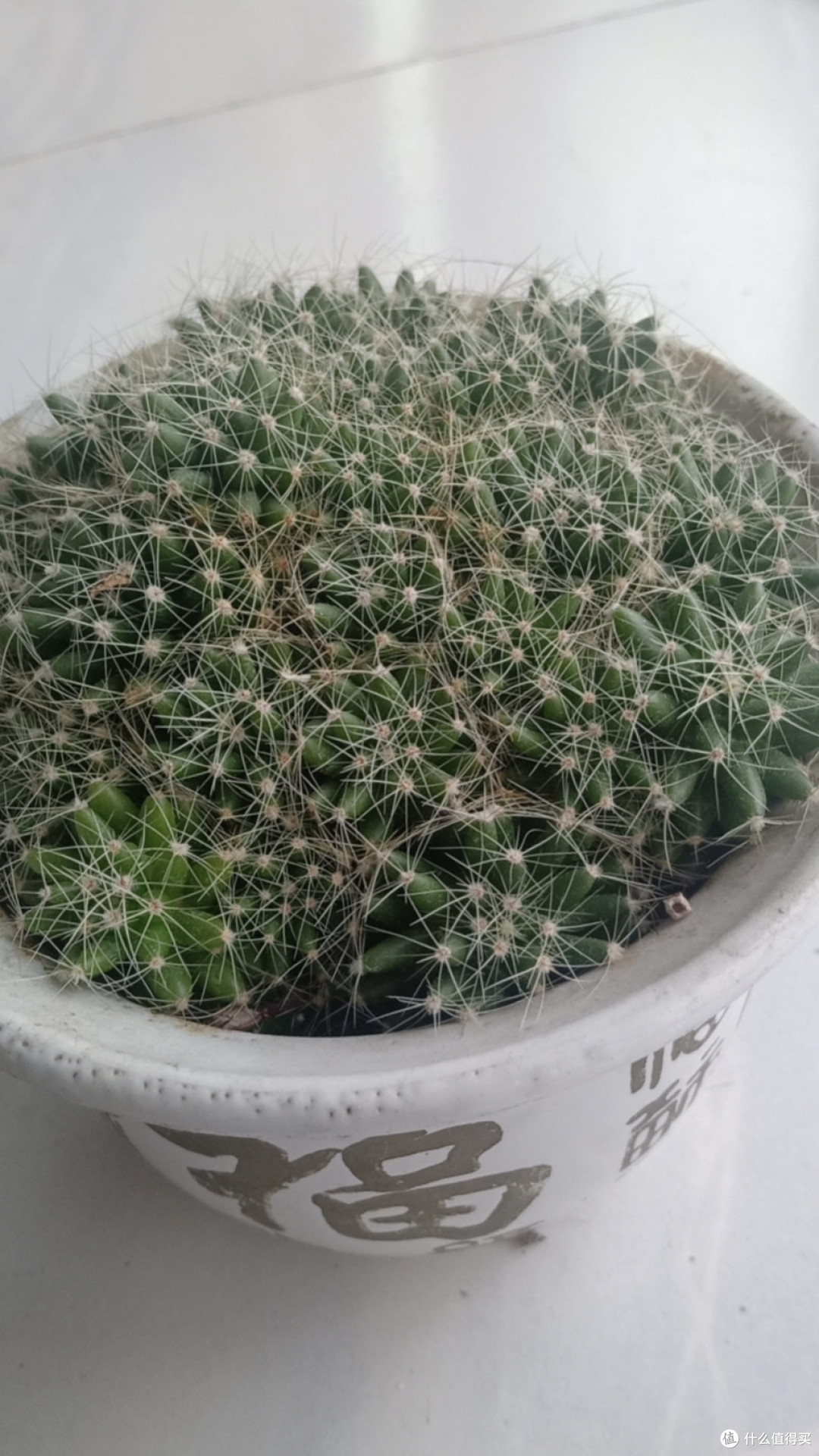 大家快来看看我养的绿植怎么样!真的很好养活!