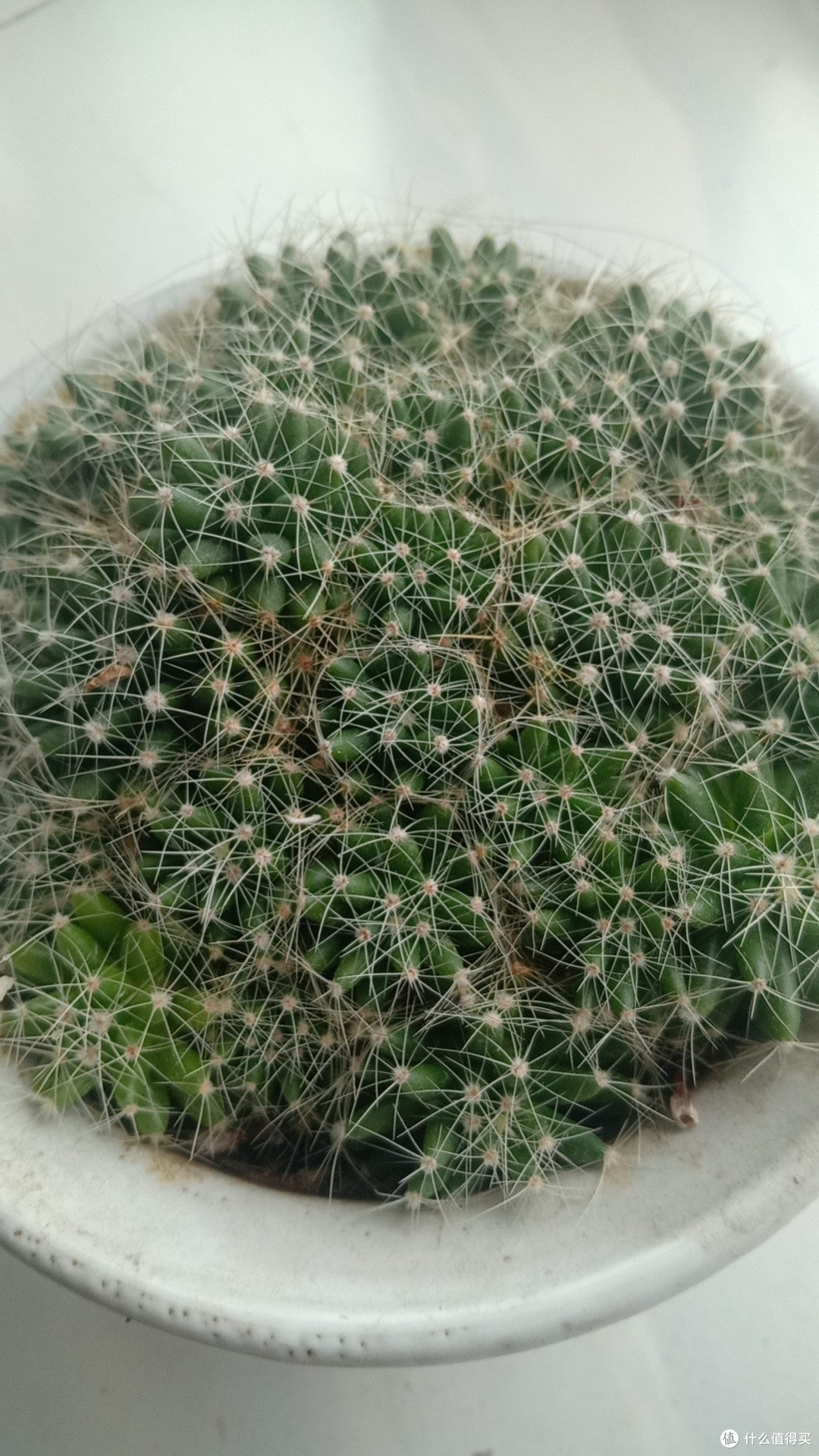 大家快来看看我养的绿植怎么样!真的很好养活!