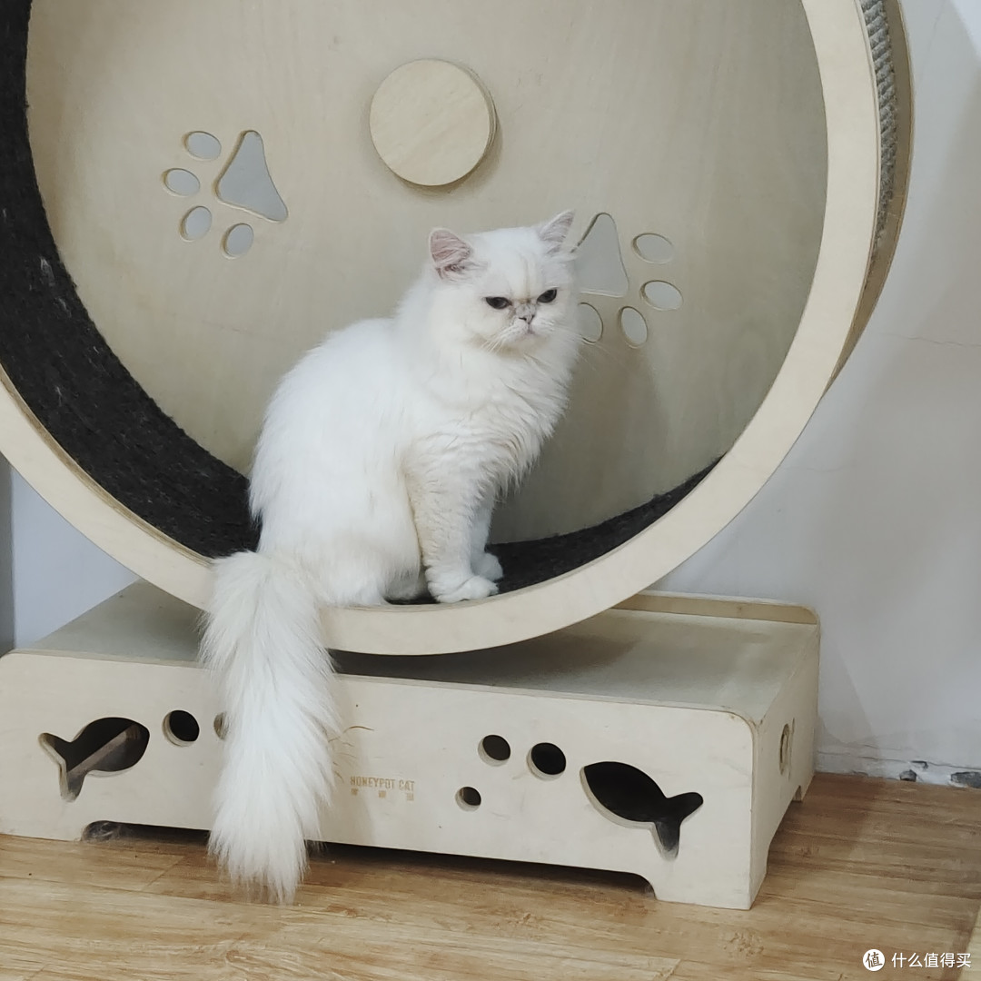 猫瘾犯了？猫咖走起！