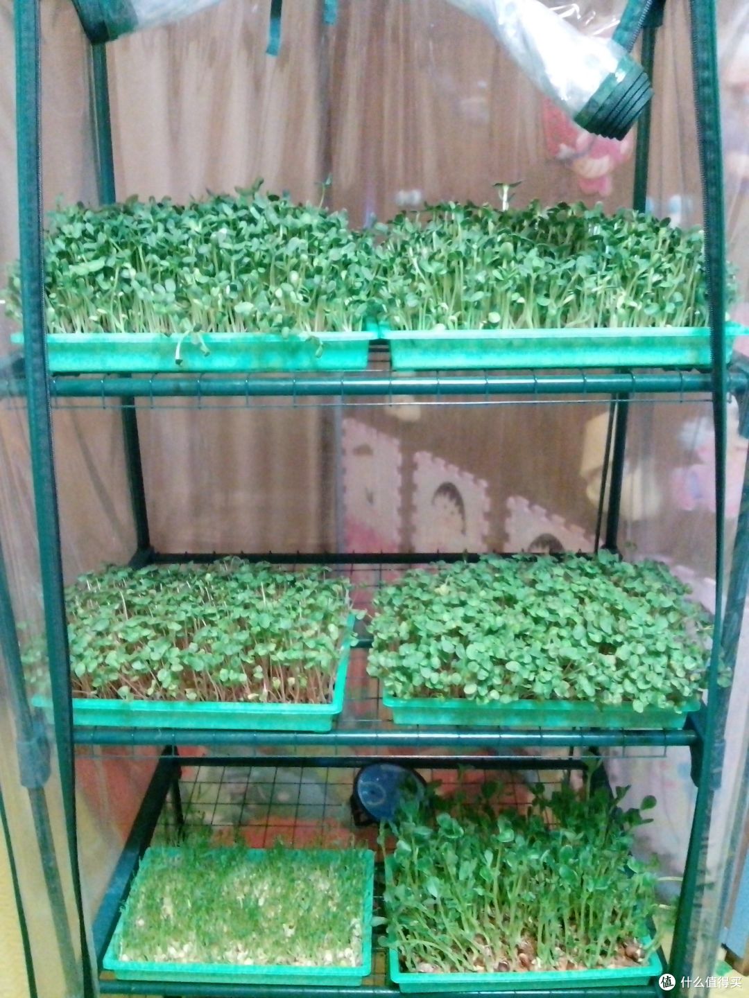 丰收的芽苗菜