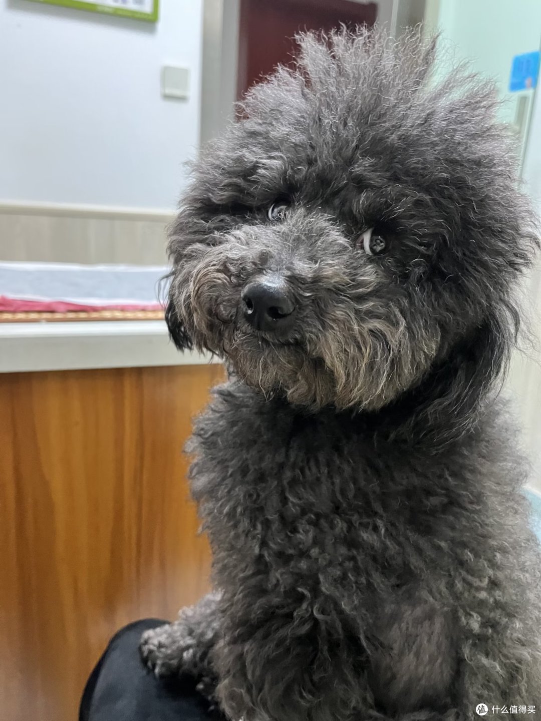 狗狗吃了布洛芬的一些注意事项丨小甜甜刚刚经历