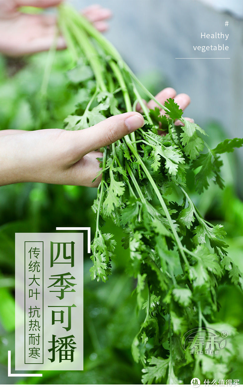 在家也能轻松种出新鲜香菜，寿禾四季香菜种子苗等你来试！