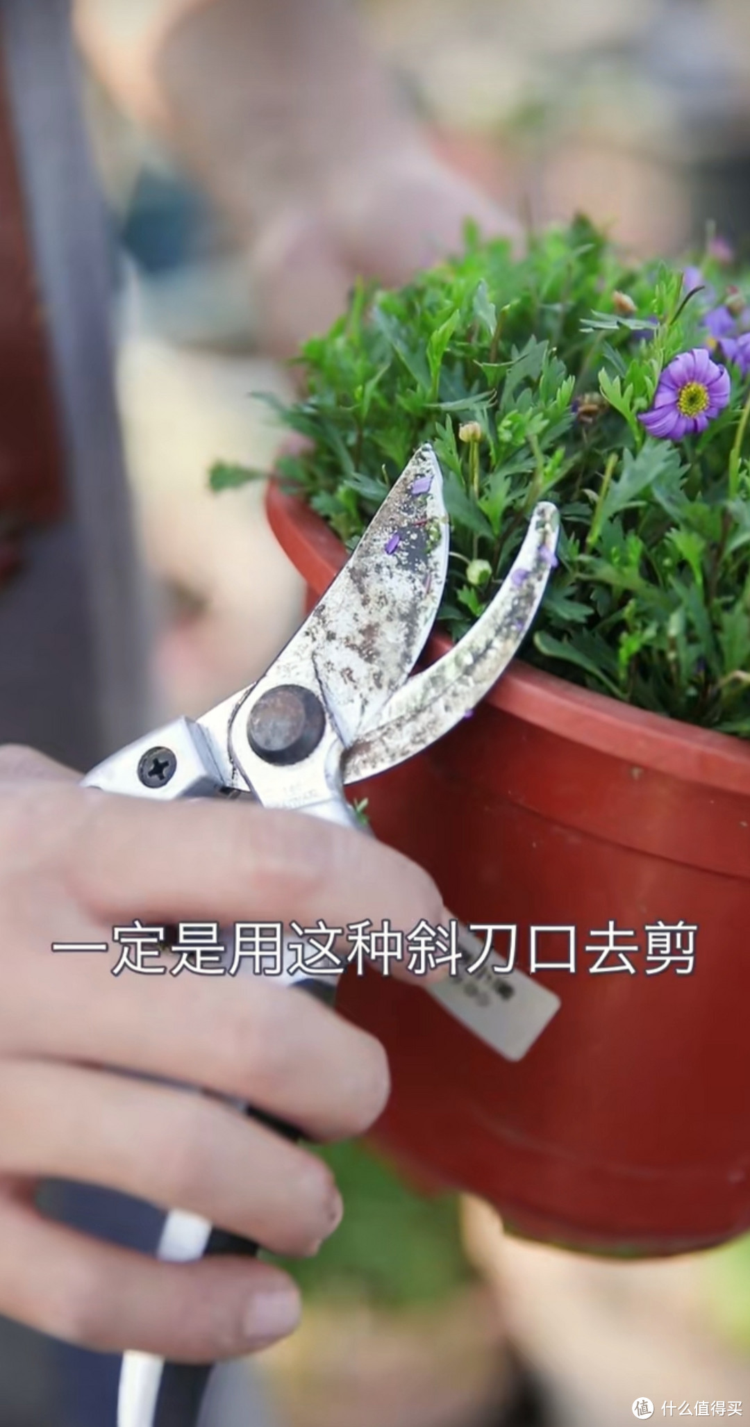 如何让姬小菊开出花团锦簇效果,这样做就行!