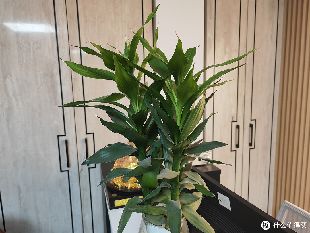 这种植物很好养之家庭/办公室都不可缺少的富贵竹，需要水培养护就可以！