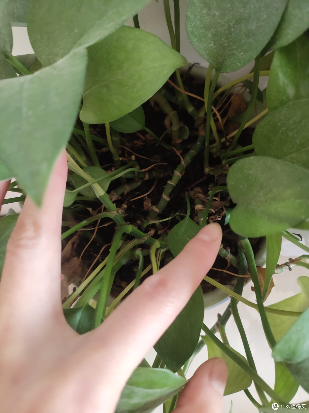 这种植物真的太好养活了,价格便宜