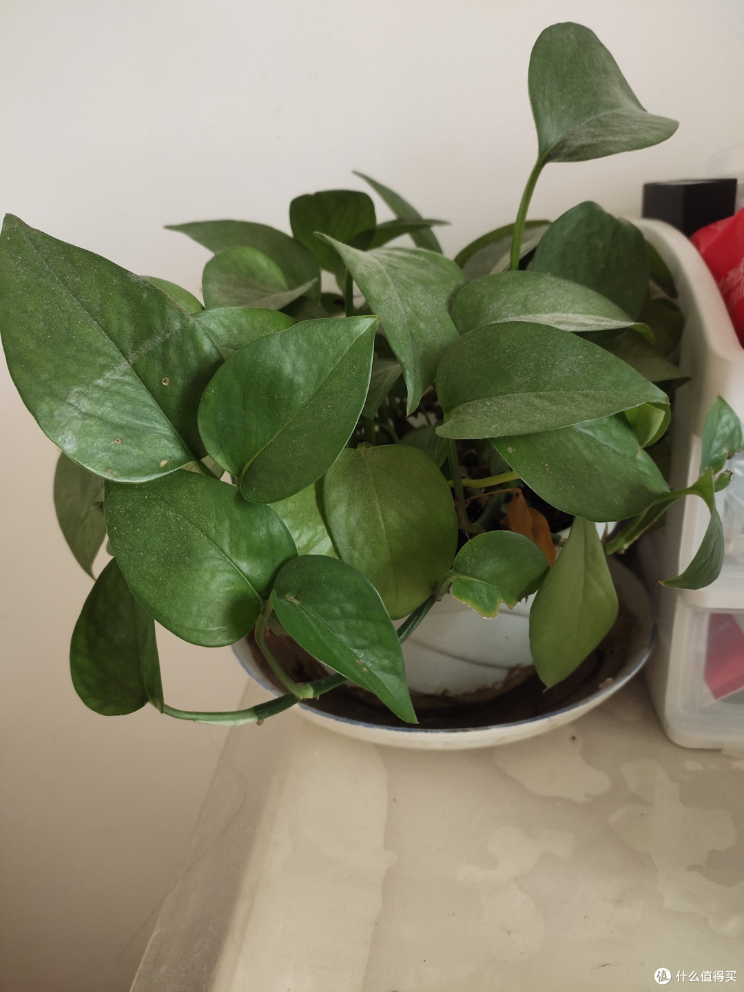 这种植物真的太好养活了,价格便宜