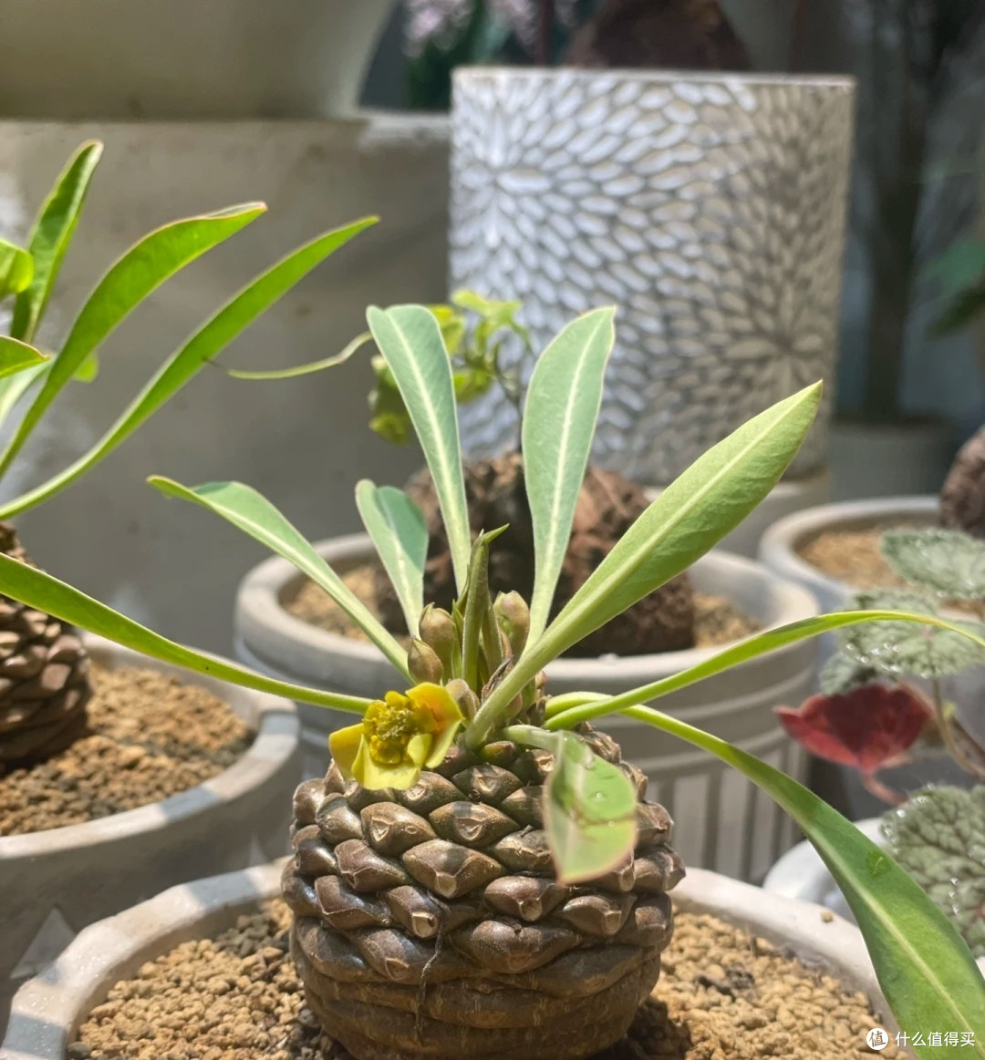 多肉植物还是很推荐养的