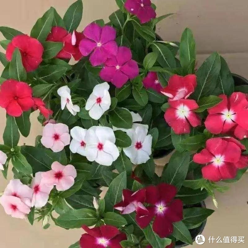 清明节后，尽快“播种”6种花，沾土生根，别错过