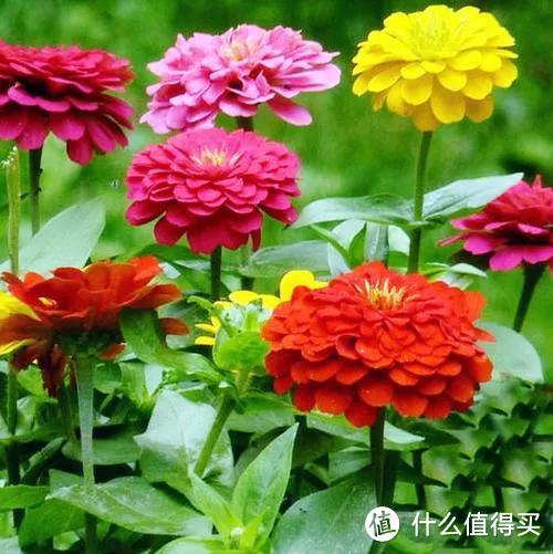 清明节后，尽快“播种”6种花，沾土生根，别错过