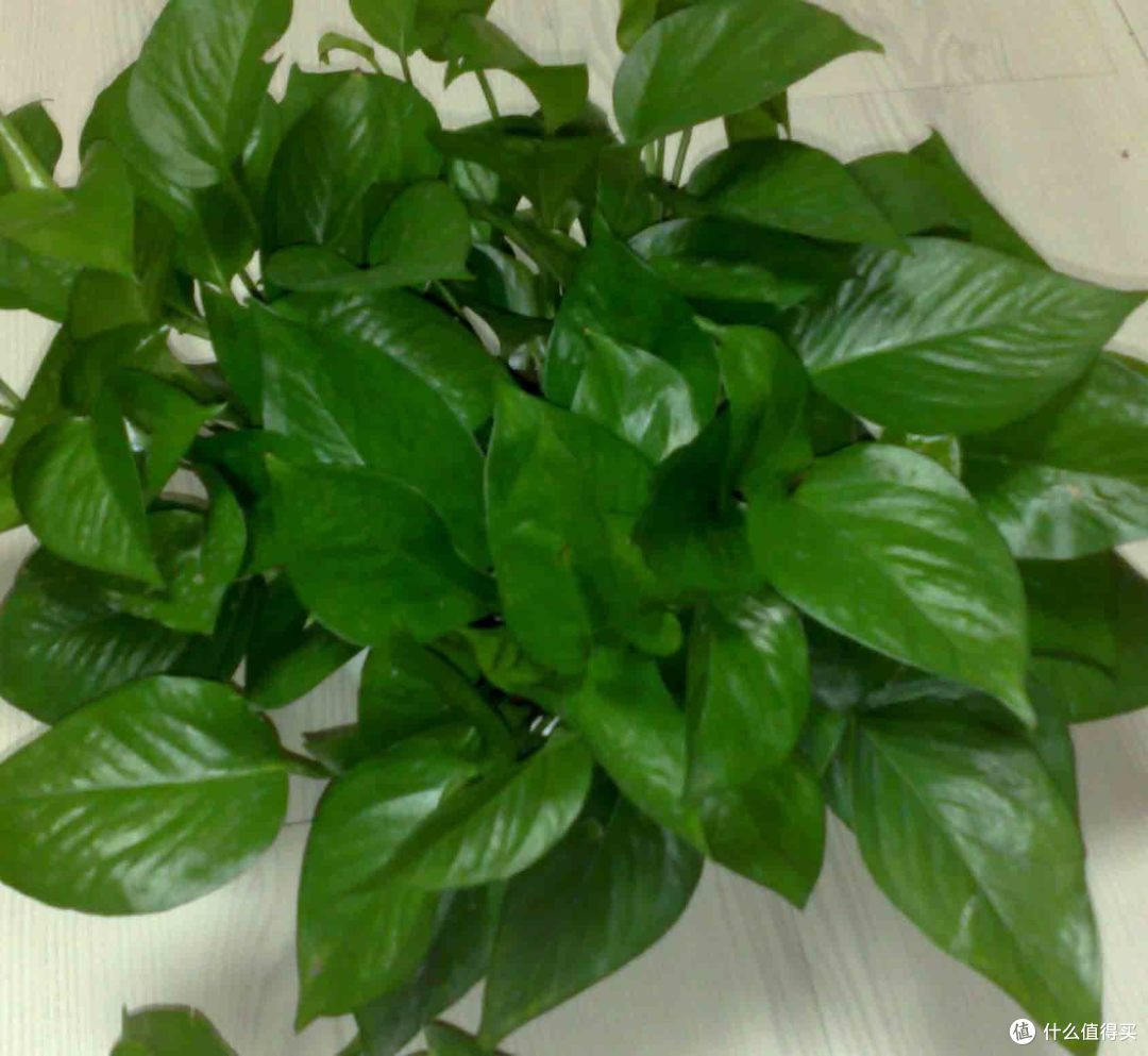 这种植物很好养 绿萝养护经验分享