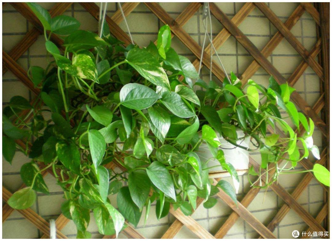 这种植物很好养 绿萝养护经验分享