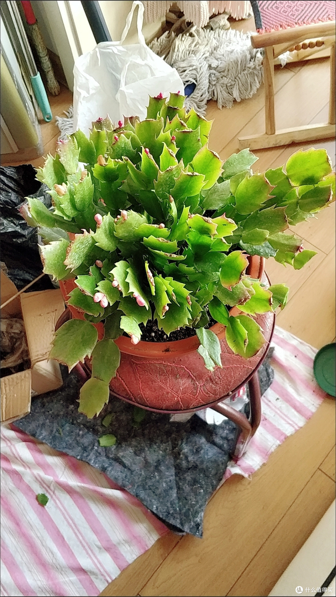 又好看又好养活的植物之蟹爪兰