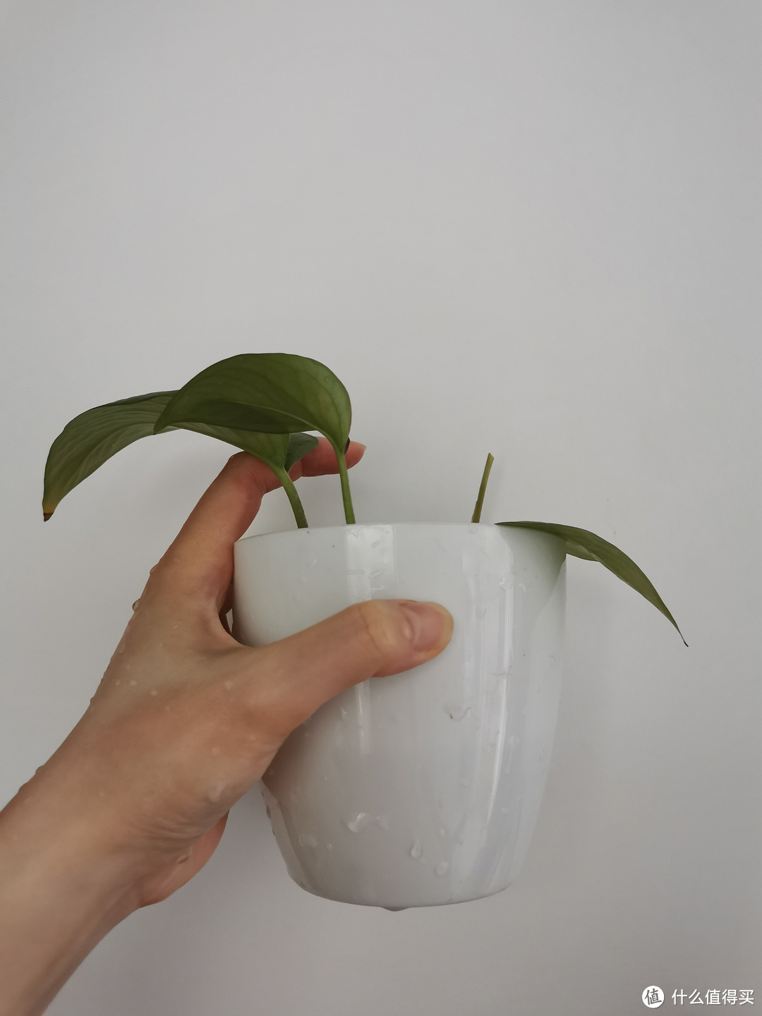 绿萝,懒人也能养活的植物