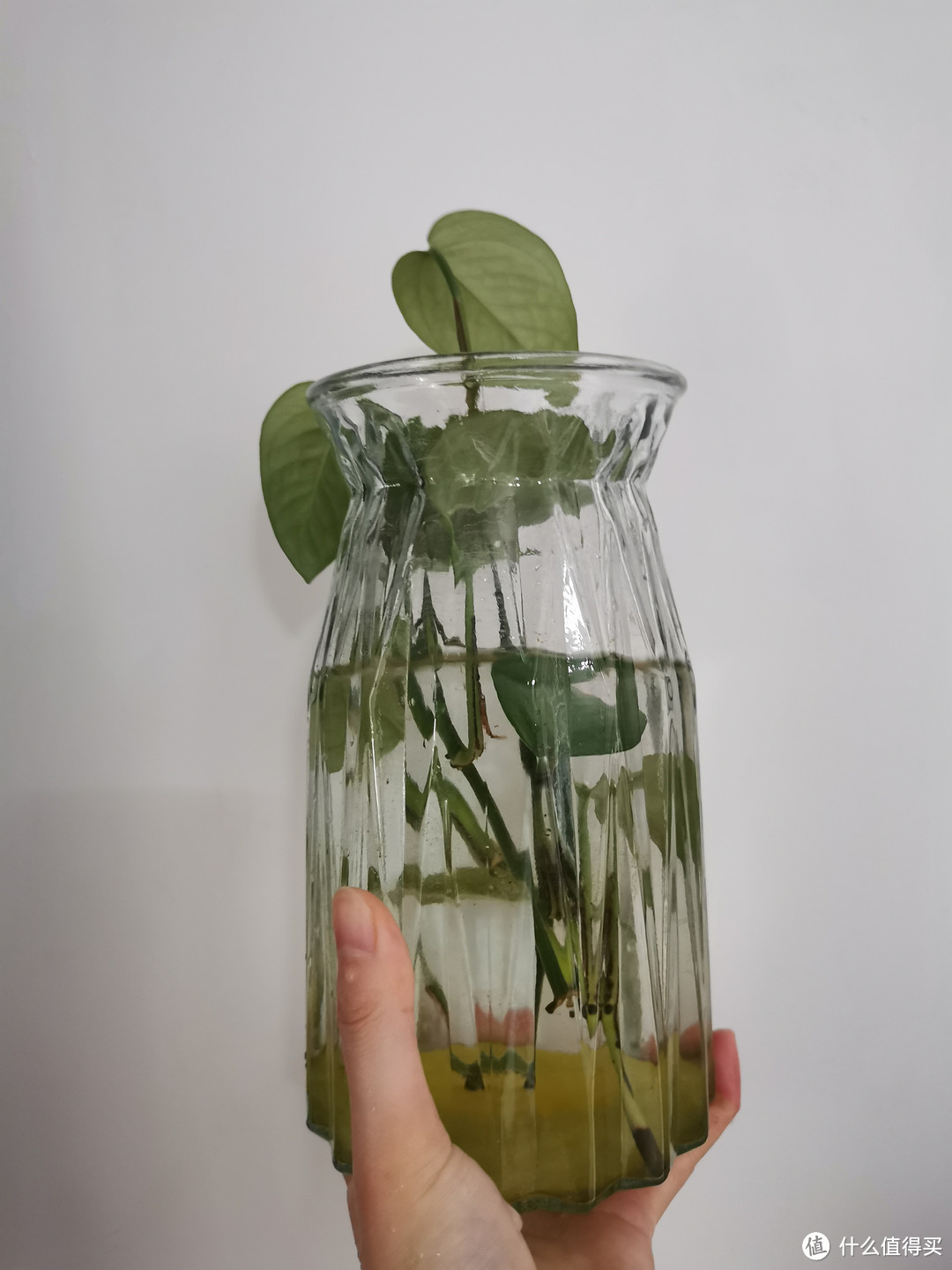 绿萝,懒人也能养活的植物