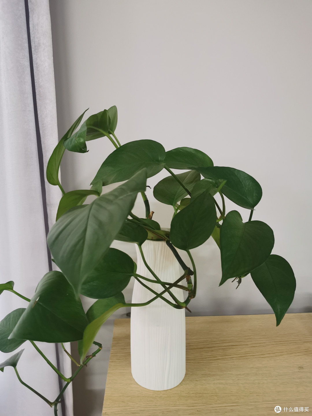 绿萝,懒人也能养活的植物