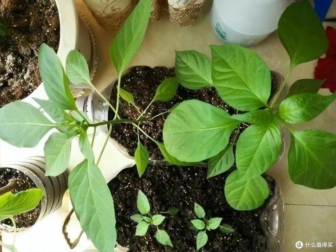 家里的空油壶“种上它”,美味美观茂盛,果实累累,能吃好几个月