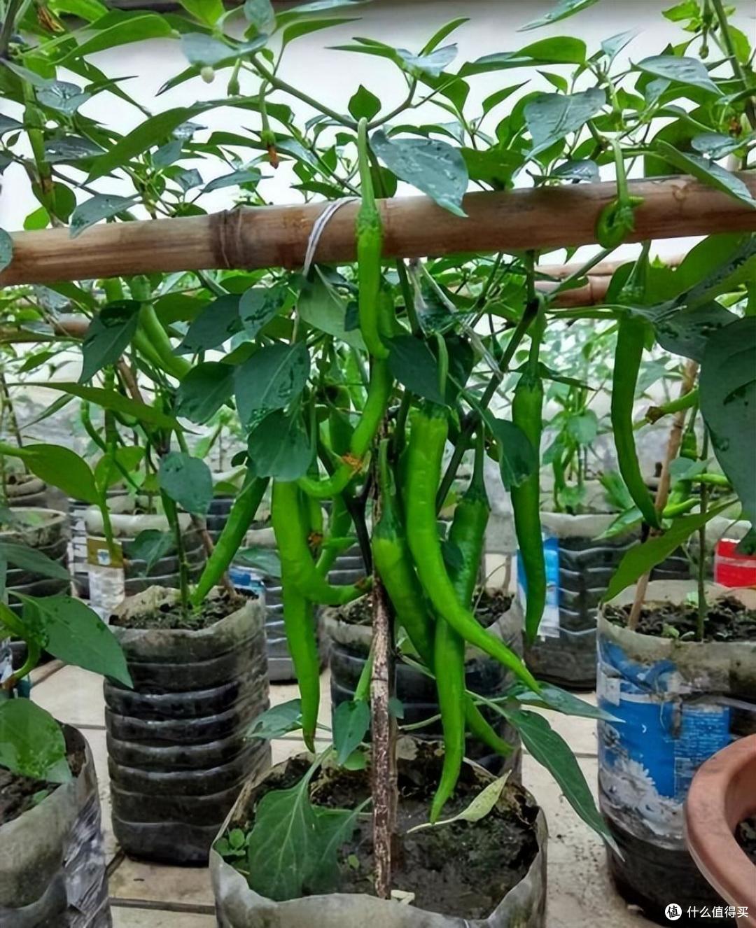 家里的空油壶“种上它”,美味美观茂盛,果实累累,能吃好几个月