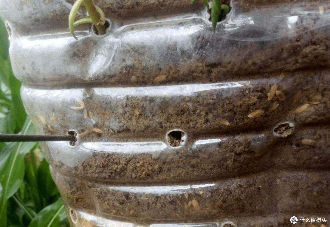 家里的空油壶“种上它”,美味美观茂盛,果实累累,能吃好几个月