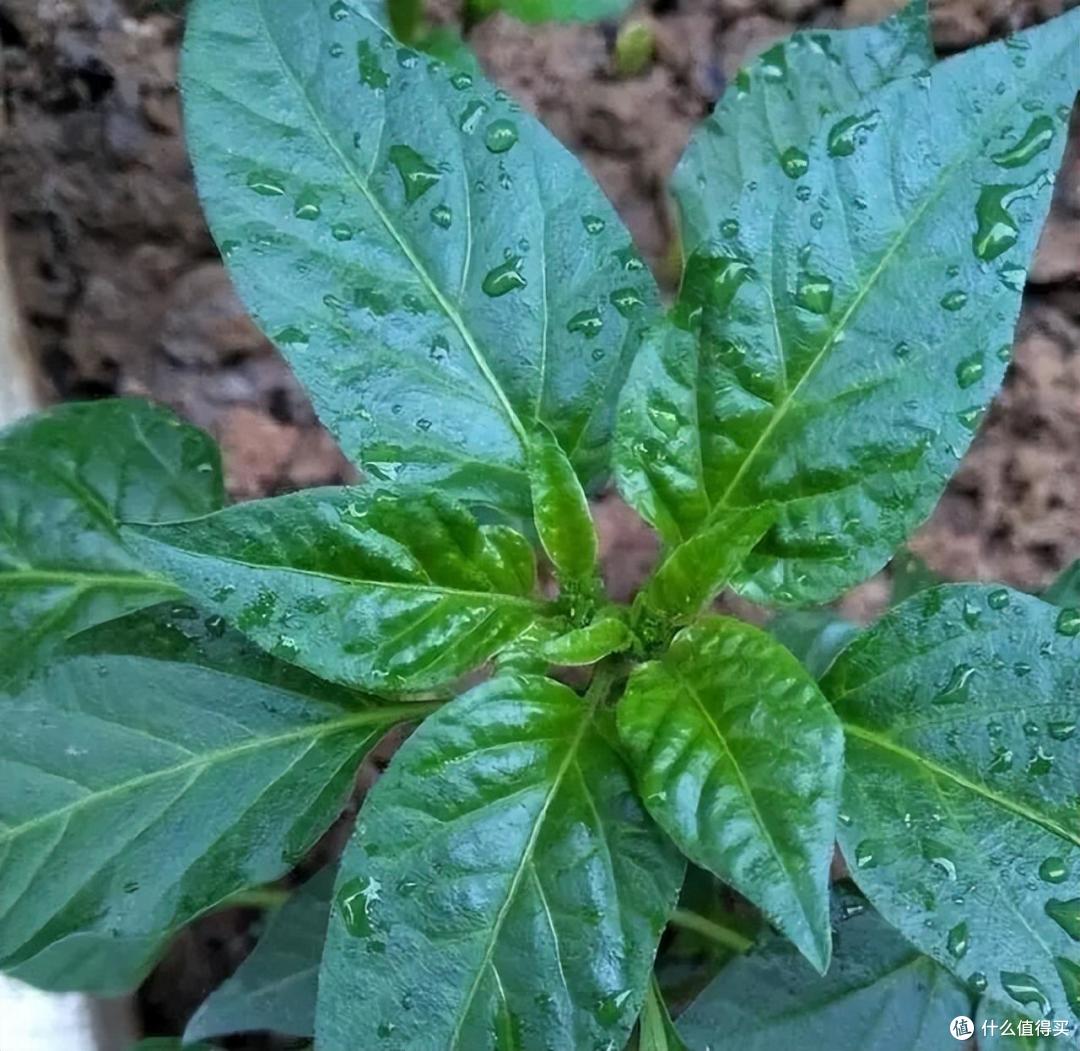 家里的空油壶“种上它”,美味美观茂盛,果实累累,能吃好几个月