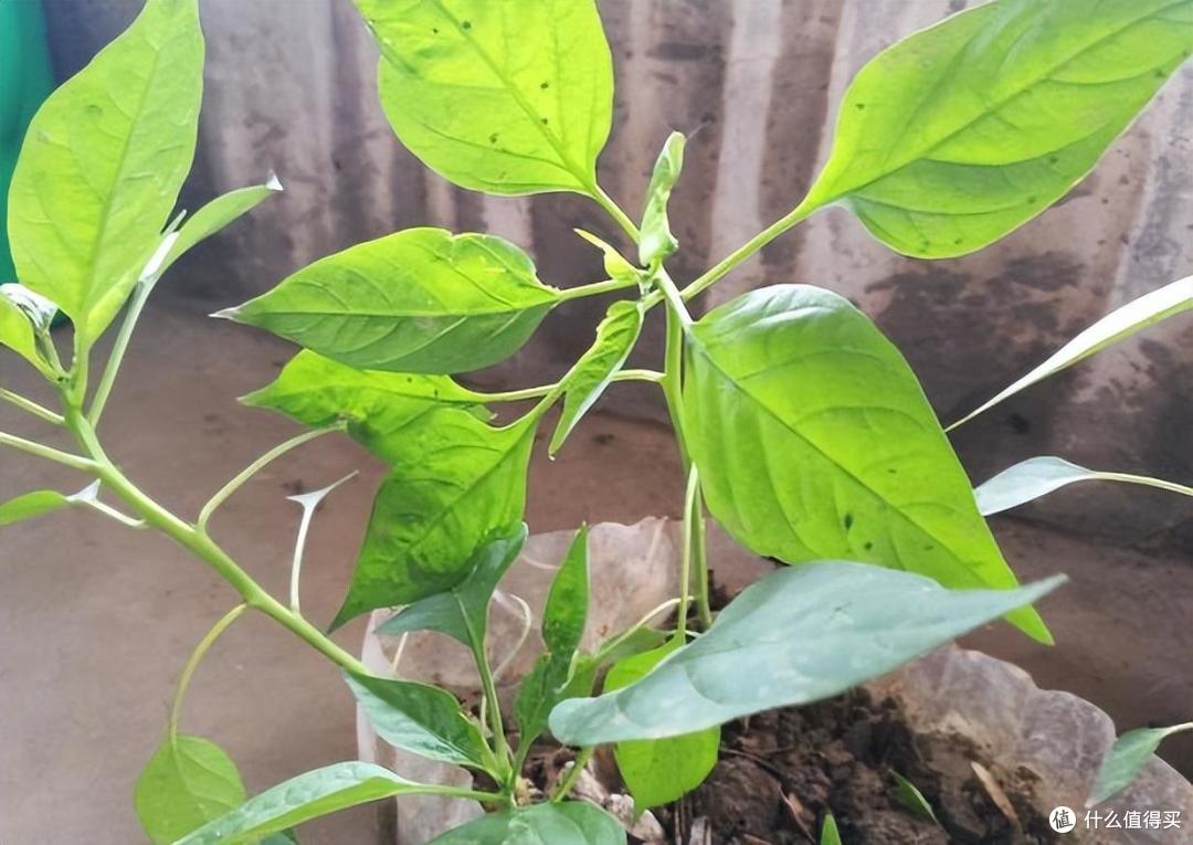 家里的空油壶“种上它”,美味美观茂盛,果实累累,能吃好几个月