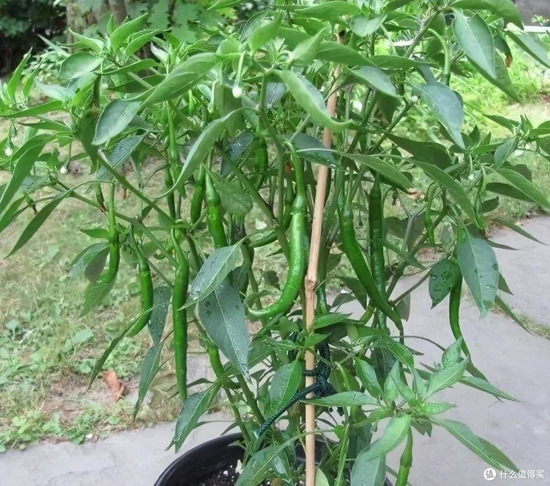 家里的空油壶“种上它”,美味美观茂盛,果实累累,能吃好几个月