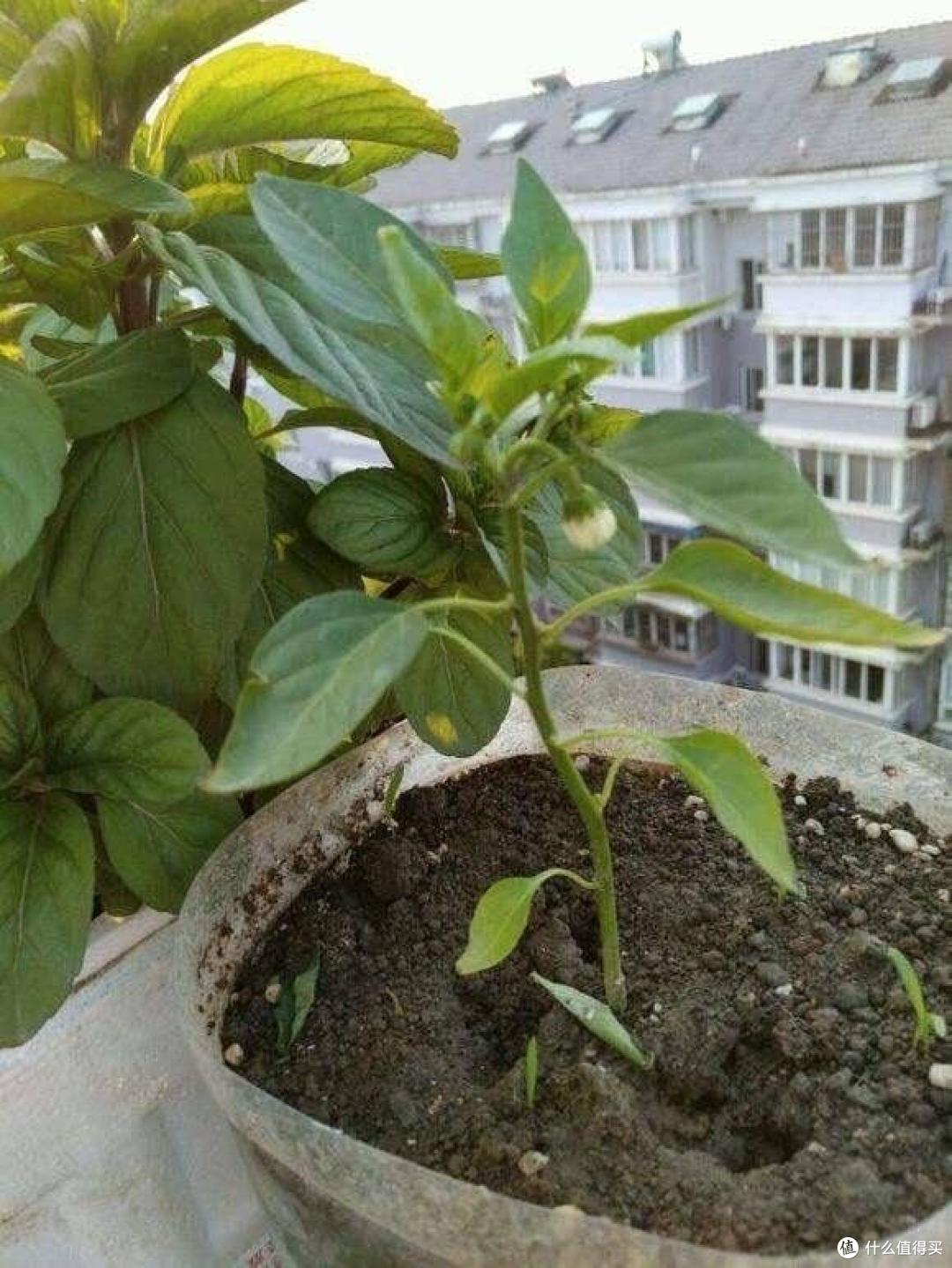 家里的空油壶“种上它”,美味美观茂盛,果实累累,能吃好几个月