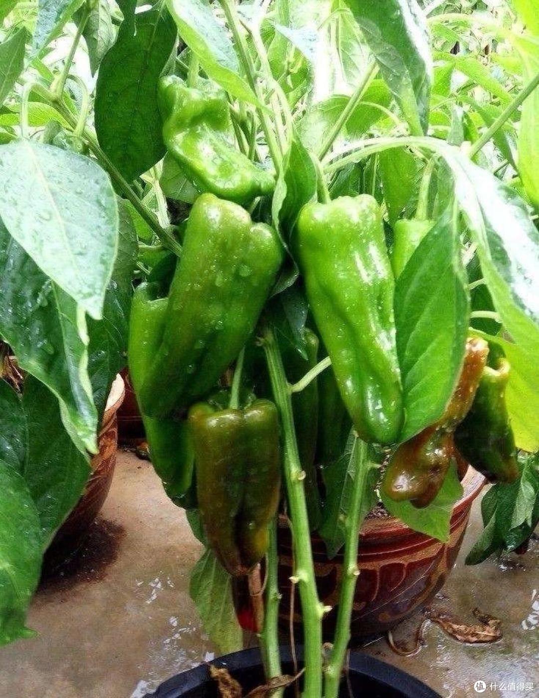 家里的空油壶“种上它”,美味美观茂盛,果实累累,能吃好几个月