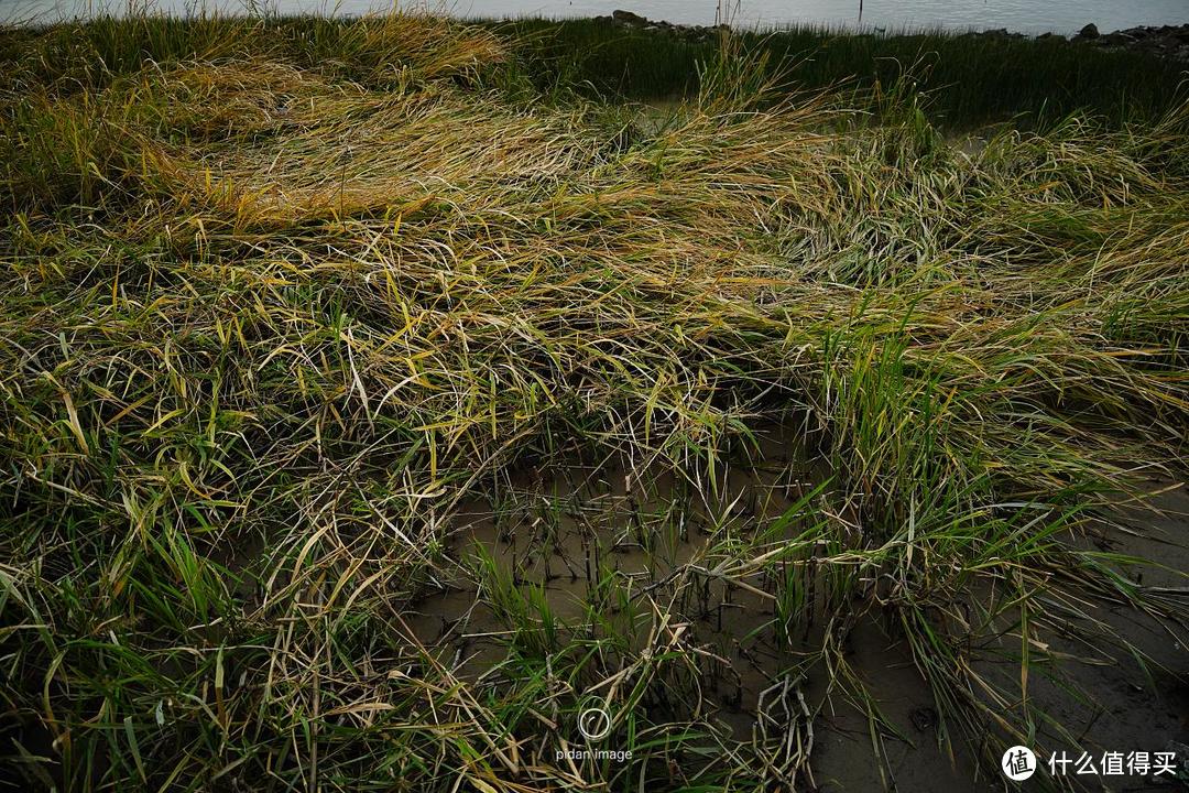 河滩边的杂草呈现出水流状