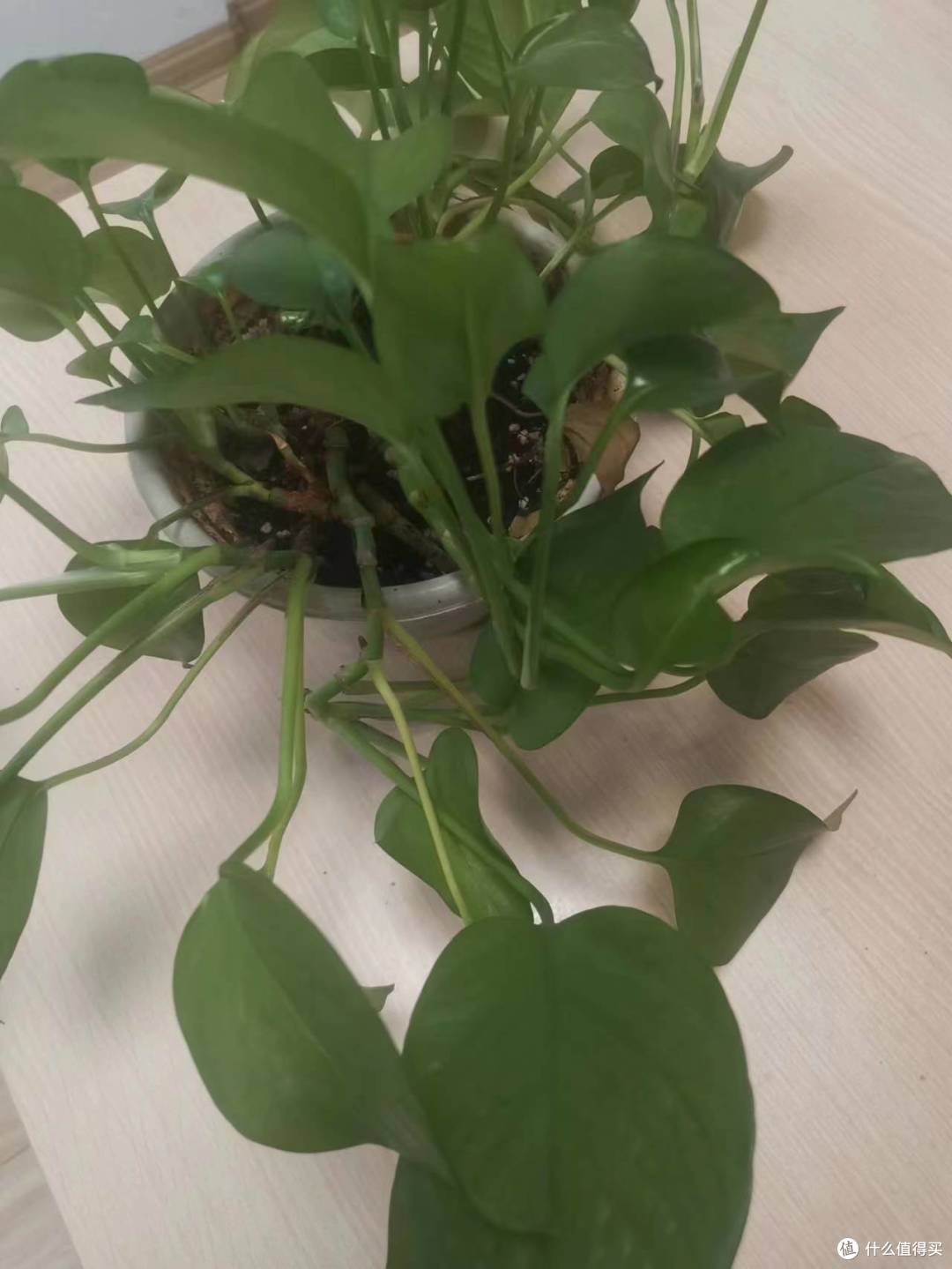 绿萝是非常好养的办公室绿植吧