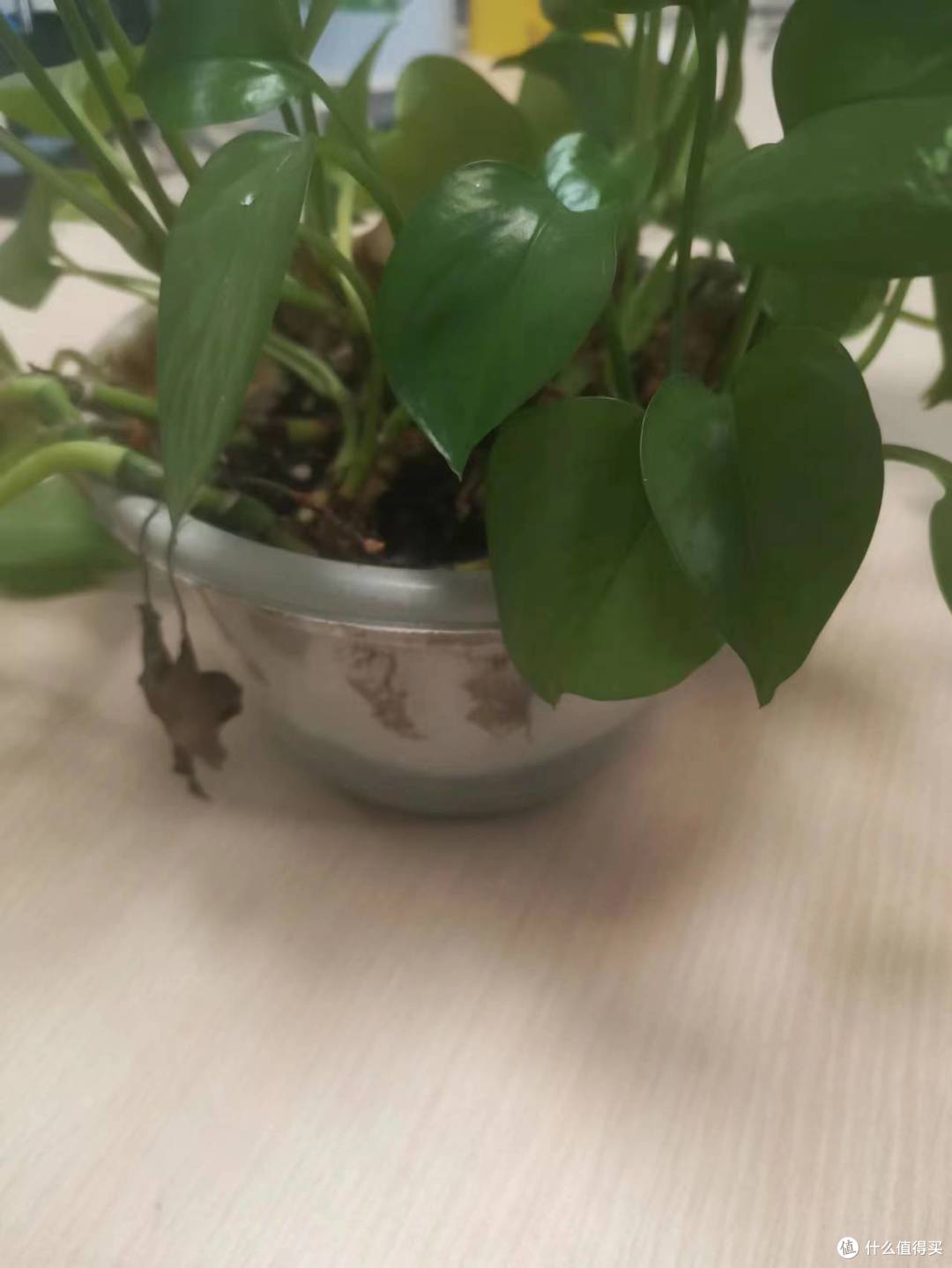 绿萝是非常好养的办公室绿植吧