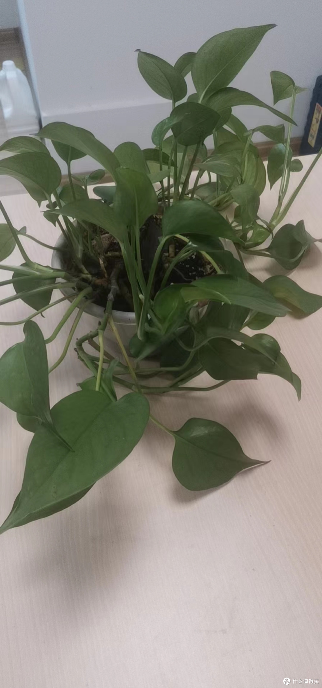 绿萝是非常好养的办公室绿植吧