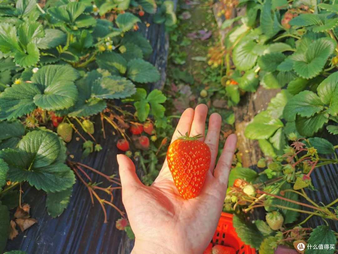 花198摘了两筐草莓，感觉自己是个冤大头