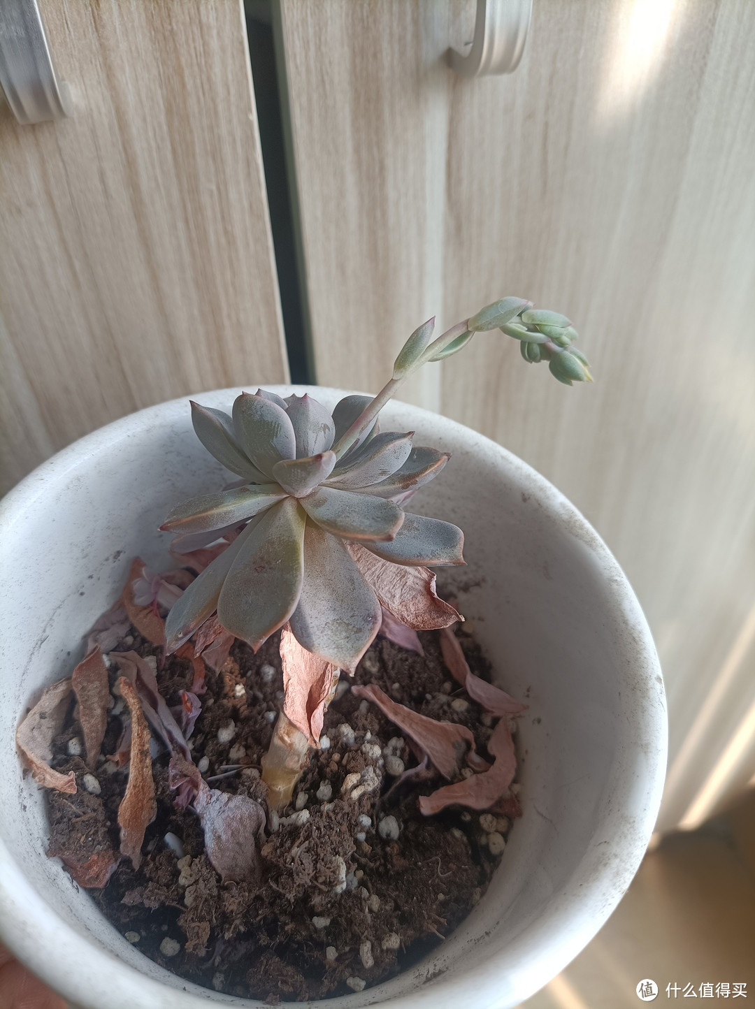 经常忘记浇水的多肉,长得真好。