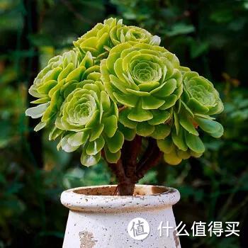 多肉,春天谨记“3喜2怕”,“状态”好又茁壮