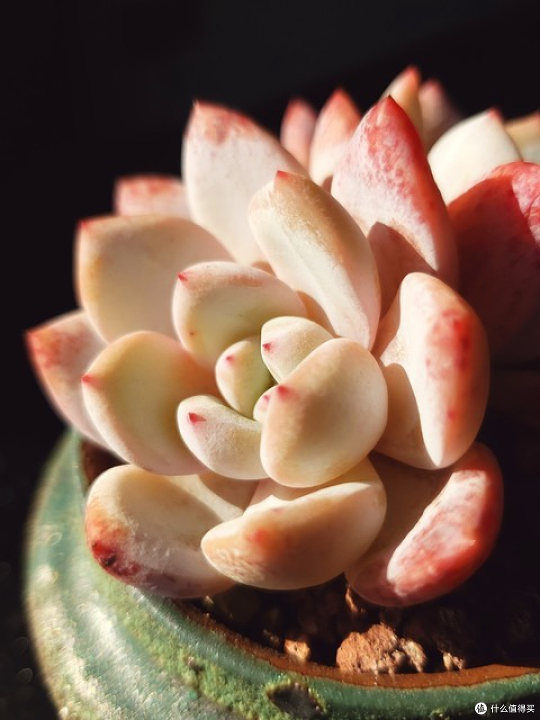 多肉,春天谨记“3喜2怕”,“状态”好又茁壮