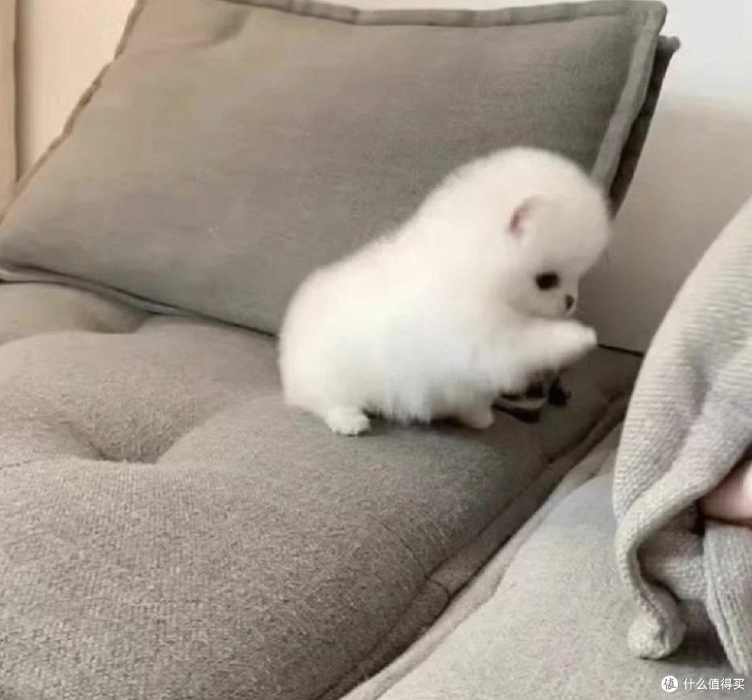 白色毛毛的小狗该怎么养？