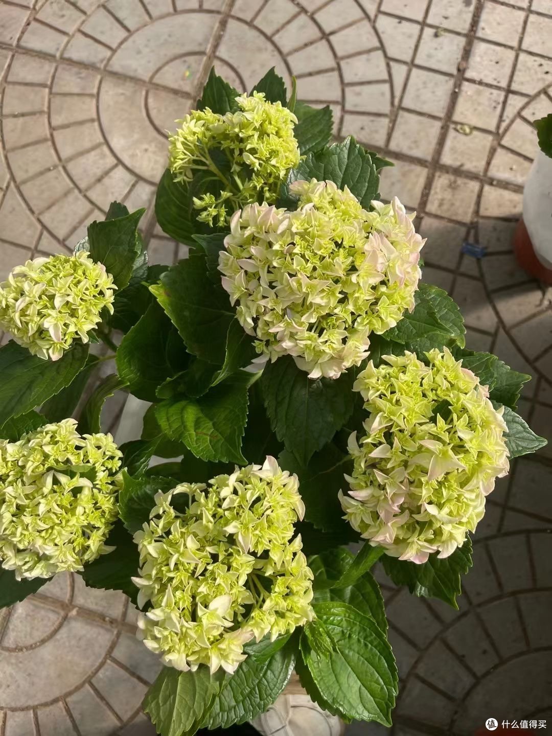 绣球花又叫八仙花,传说是八仙中的何仙姑洒向人间的种子而生_盆栽_什么值得买