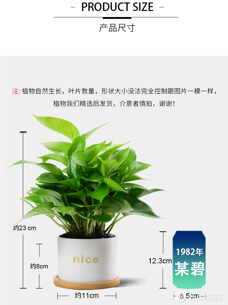 真的非常好养活的植物推荐