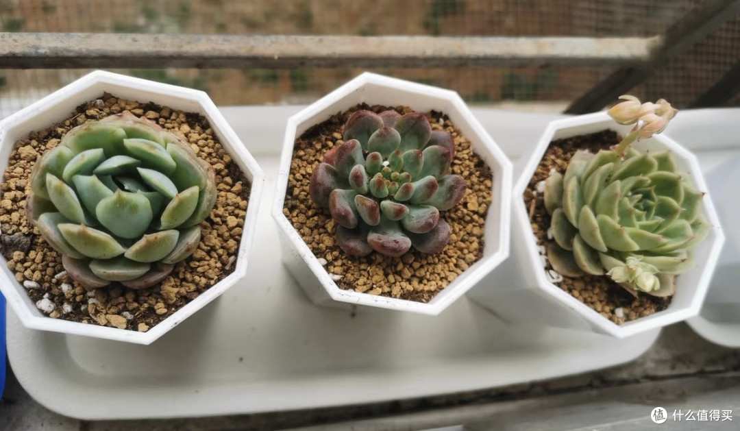 多肉植物的养护指南以及推荐
